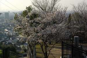 平成30年３月２６日「櫻」 076