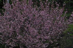 水道局の八重桜3