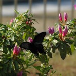 黒アゲハ蝶.1