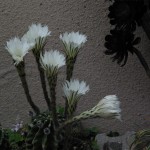 サボテンの花1.